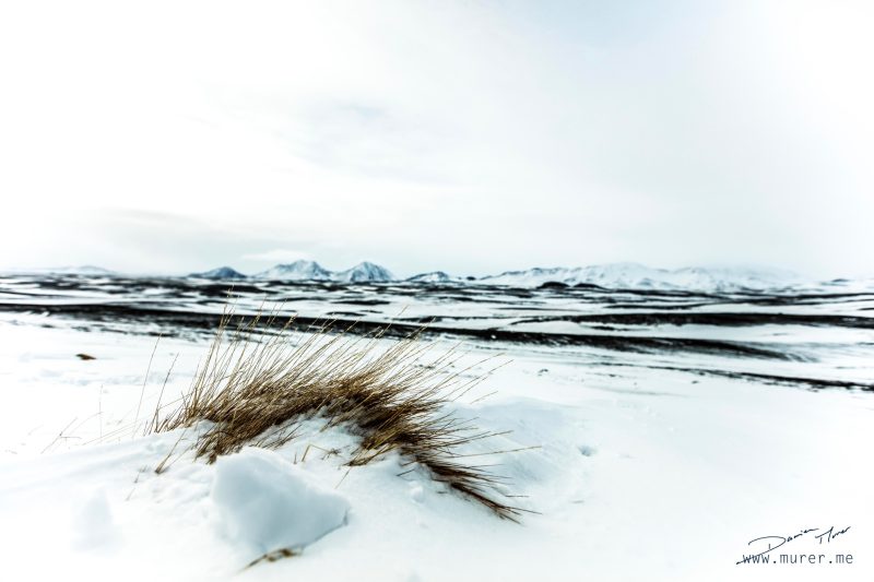 Paysages — Damien Murer